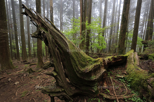 倒れた大木 の写真素材 イラスト素材 アマナイメージズ