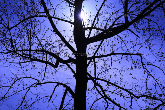 木のシルエット の写真素材 イラスト素材 アマナイメージズ