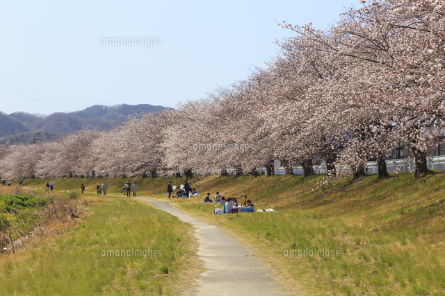 本庄こだま千本桜 の写真素材 イラスト素材 アマナイメージズ