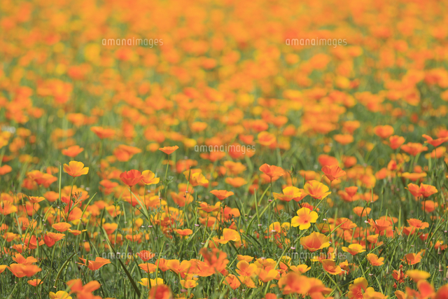 カリフォルニアポピーの花畑 の写真素材 イラスト素材 アマナイメージズ