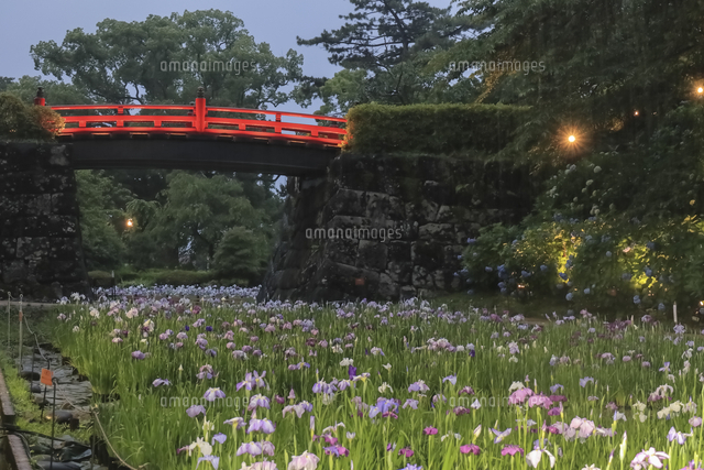小田原城あじさい花菖蒲まつり の写真素材 イラスト素材 アマナイメージズ