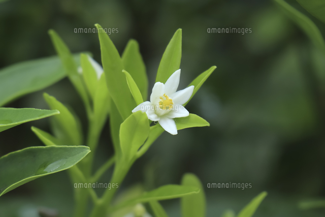 小さなキンカン 金柑 の花 の写真素材 イラスト素材 アマナイメージズ