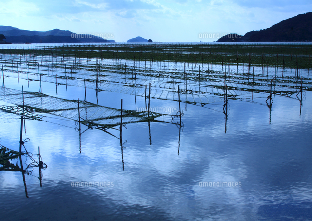 海苔筏点在する伊勢の入り江の海 の写真素材 イラスト素材 アマナイメージズ