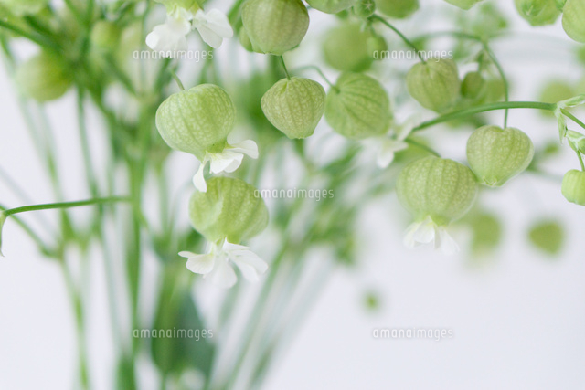 ガラスにいけたグリーンベル の写真素材 イラスト素材 アマナイメージズ