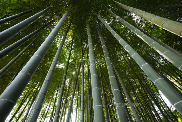 孟宗竹の竹林 の写真素材 イラスト素材 アマナイメージズ