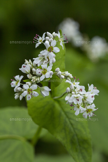 ソバの花 の写真素材 イラスト素材 アマナイメージズ