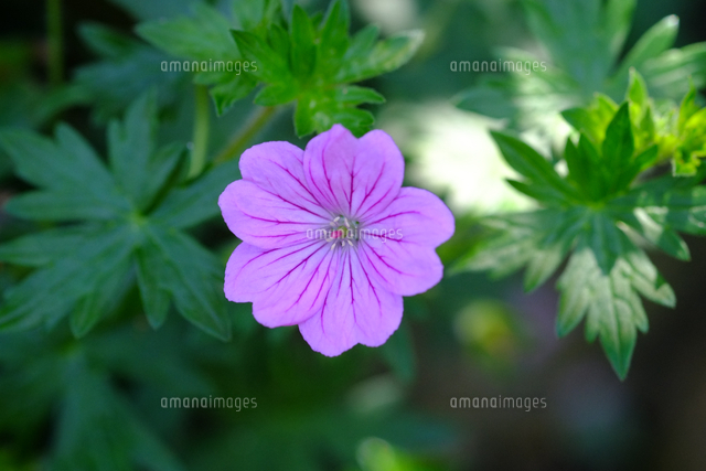 アケボノフウロ の写真素材 イラスト素材 アマナイメージズ アケボノフウロ の写真素材 イラスト素材 アマナイメージズ