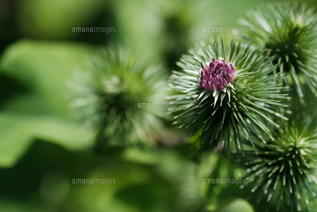 ゴボウの花 の写真素材 イラスト素材 アマナイメージズ