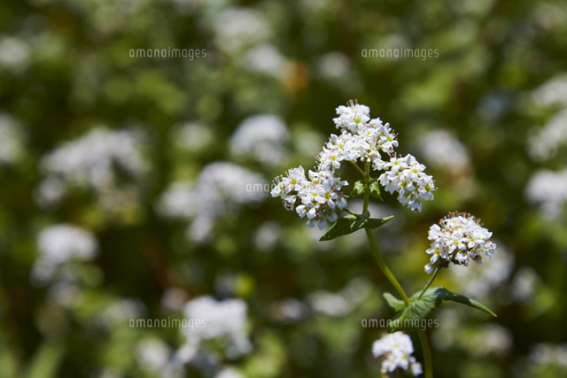 そばの花 の写真素材 イラスト素材 アマナイメージズ