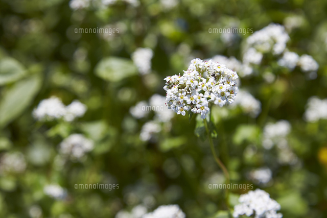 そばの花 の写真素材 イラスト素材 アマナイメージズ