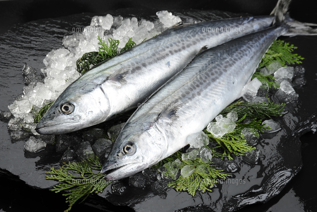 サワラ の写真素材 イラスト素材 アマナイメージズ