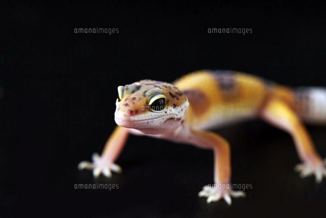 癒し系トカゲ[10724002779]の写真・イラスト素材｜アマナイメージズ