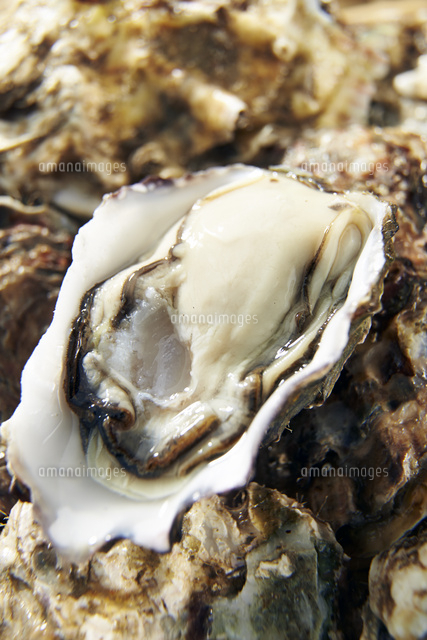 生牡蠣 の写真素材 イラスト素材 アマナイメージズ
