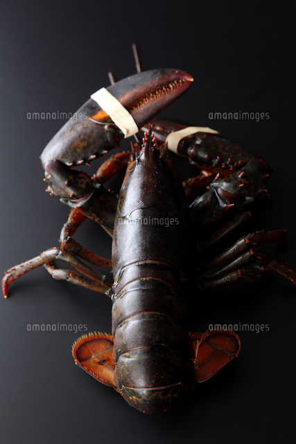 活オマールエビ の写真素材 イラスト素材 アマナイメージズ