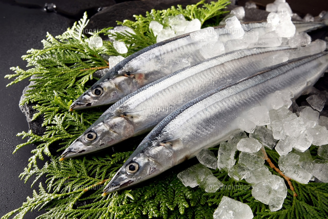秋刀魚 の写真素材 イラスト素材 アマナイメージズ