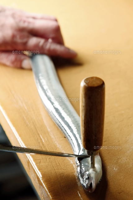 活うなぎをさばく工程写真 の写真素材 イラスト素材 アマナイメージズ