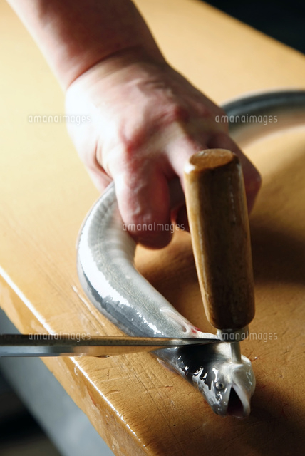 活うなぎをさばく工程写真 の写真素材 イラスト素材 アマナイメージズ