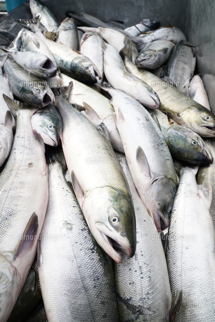鮭の水揚げ風景上から見た の写真素材 イラスト素材 アマナイメージズ