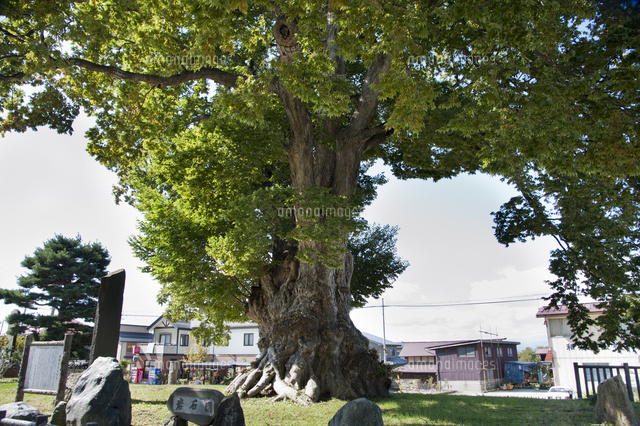 東根の大けやき の写真素材 イラスト素材 アマナイメージズ