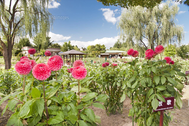山形新幹線つばさ の写真素材 イラスト素材 アマナイメージズ