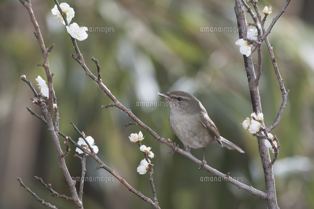 梅とウグイス の写真素材 イラスト素材 アマナイメージズ