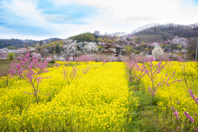 百花繚乱の花見山 の写真素材 イラスト素材 アマナイメージズ