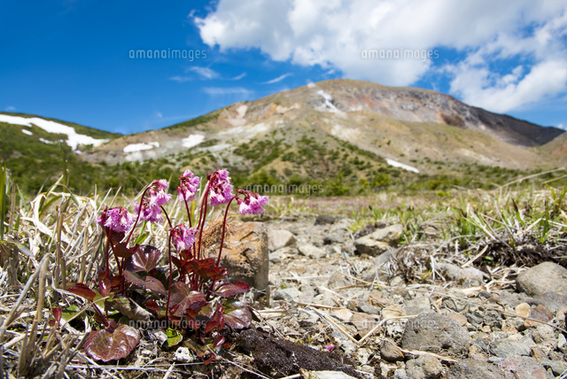 イワカガミと一切経山 の写真素材 イラスト素材 アマナイメージズ