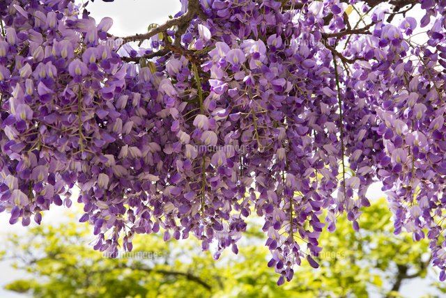 フジの花 の写真素材 イラスト素材 アマナイメージズ フジの花 の写真素材 イラスト素材 アマナイメージズ
