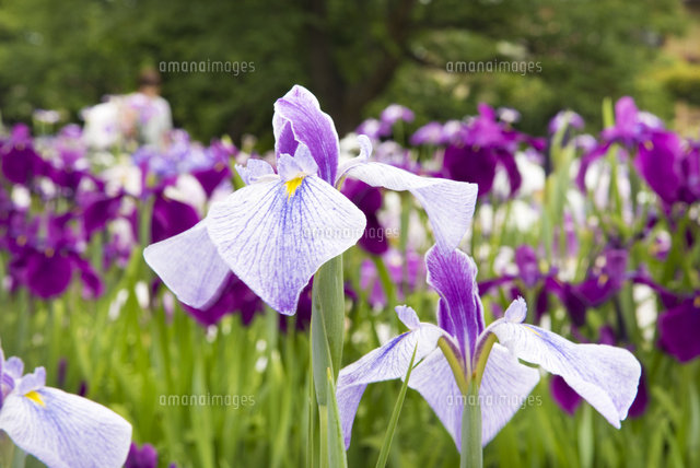 ハナショウブの花 の写真素材 イラスト素材 アマナイメージズ