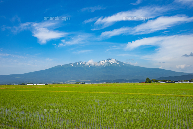 庄内平野の田んぼと鳥海山[10729006535]の写真・イラスト素材｜アマナ