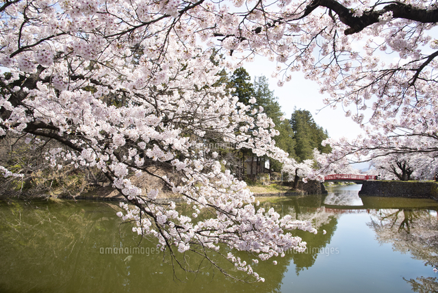 松が岬公園 上杉神社の桜[10729006892]の写真・イラスト素材｜アマナ
