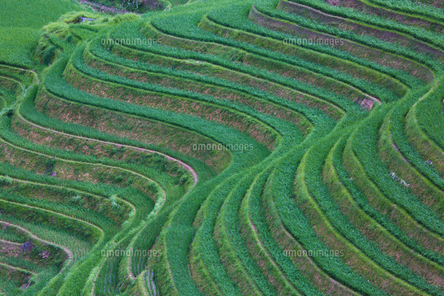 中国 龍勝の棚田風景 の写真素材 イラスト素材 アマナイメージズ