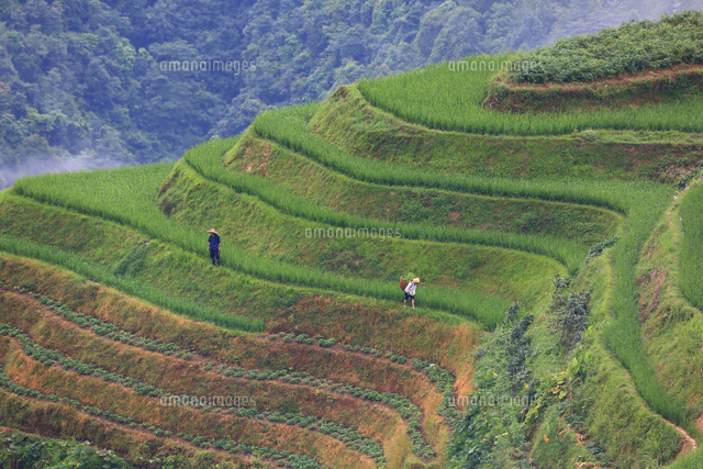 中国 龍勝の棚田風景 の写真素材 イラスト素材 アマナイメージズ