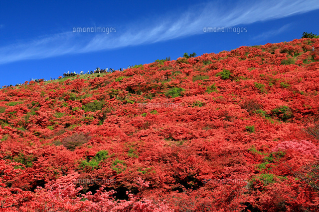 ツツジ満開の大和葛城山 の写真素材 イラスト素材 アマナイメージズ