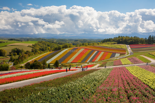 四季彩の丘（北海道上川郡美瑛町）[10731000491]の写真・イラスト素材