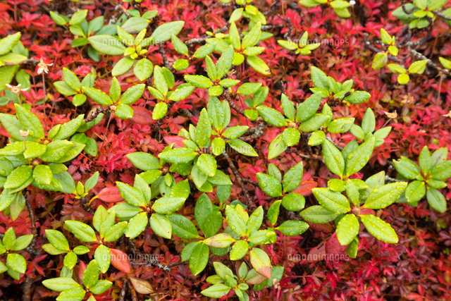 キバナシャクナゲ/小葉性/大株【現品発送】管理60895 キバナシャクナゲ/小葉性/大株【現品発送】管理60895