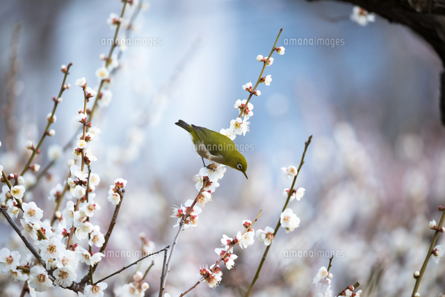 白梅とメジロ 大阪府 大阪城公園 の写真素材 イラスト素材 アマナイメージズ