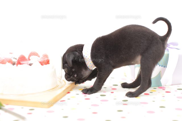 ケーキを食べるパグ の写真素材 イラスト素材 アマナイメージズ