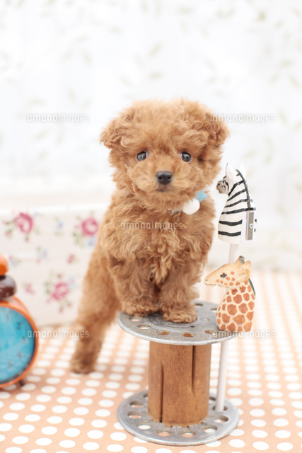 立ち上がるトイプードルと雑貨 の写真素材 イラスト素材 アマナイメージズ