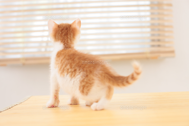日本猫の後姿 の写真素材 イラスト素材 アマナイメージズ
