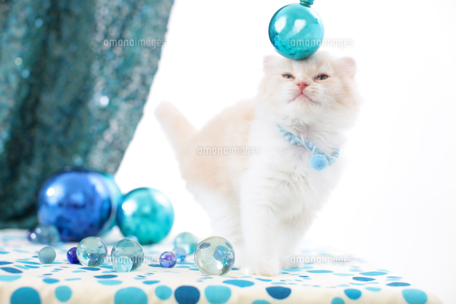 オーナメントボールを頭につけるスコティッシュフォールド の写真素材 イラスト素材 アマナイメージズ