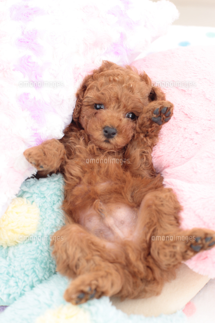 お腹を上に向けるトイプードル の写真素材 イラスト素材 アマナイメージズ