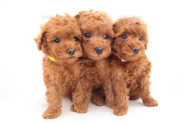 並んで座るトイプードル3匹[10733001073]の写真・イラスト素材｜アマナ