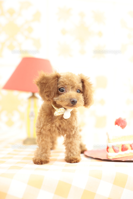 いちごのショートケーキとトイプードル の写真素材 イラスト素材 アマナイメージズ