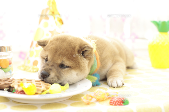 お菓子のお皿に顔を乗せる柴犬 の写真素材 イラスト素材 アマナイメージズ お菓子のお皿に顔を乗せる柴犬 の写真素材 イラスト素材 アマナイメージズ