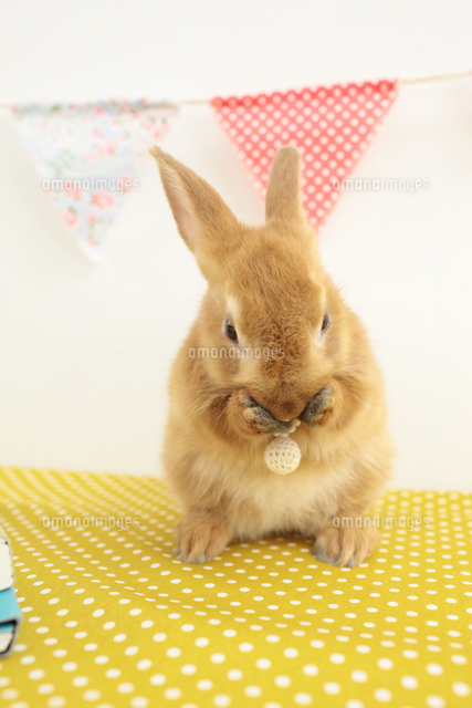 顔をうずめるうさぎ の写真素材 イラスト素材 アマナイメージズ