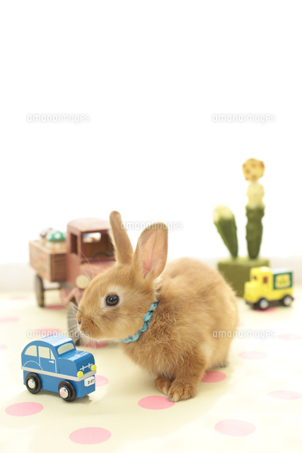 自動車のおもちゃとうさぎ の写真素材 イラスト素材 アマナイメージズ 自動車のおもちゃとうさぎ の写真素材 イラスト素材 アマナイメージズ