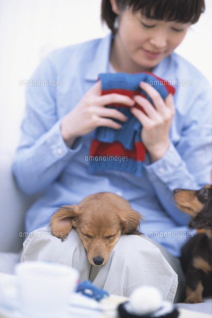 女性の膝の上で眠る犬 の写真素材 イラスト素材 アマナイメージズ
