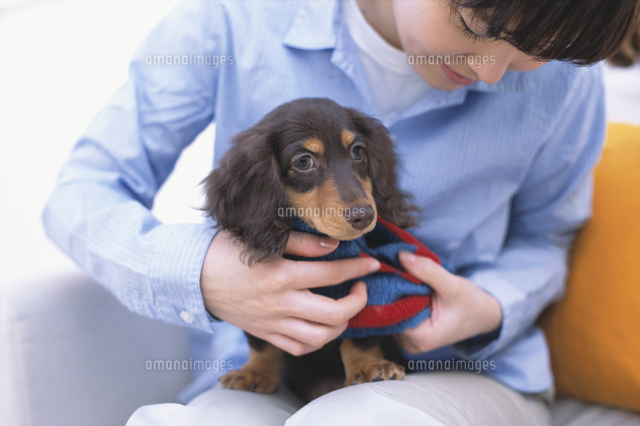 ミニチュアダックスフンドに服を着せる女性 の写真素材 イラスト素材 アマナイメージズ