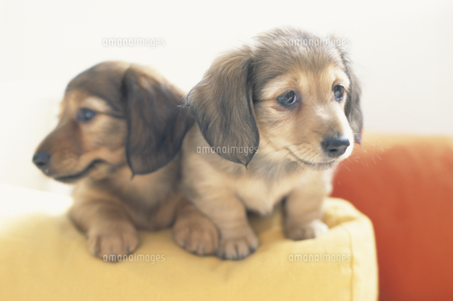 ミニチュアダックスフンド の写真素材 イラスト素材 アマナイメージズ